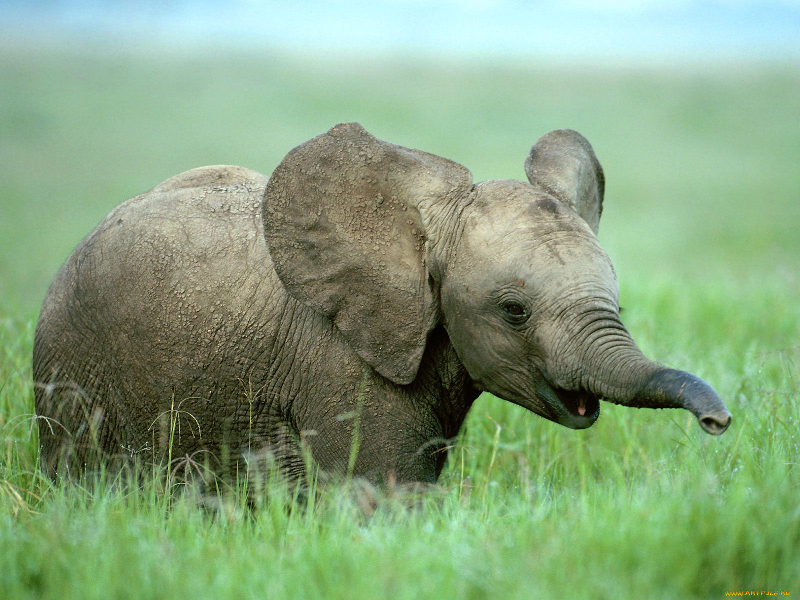baby, african, elephant, , 